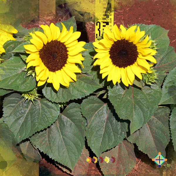 Sunflower Seeds - FleuroSun - Dwarf, Branched - DWARF GOLD SPRAY - Packets