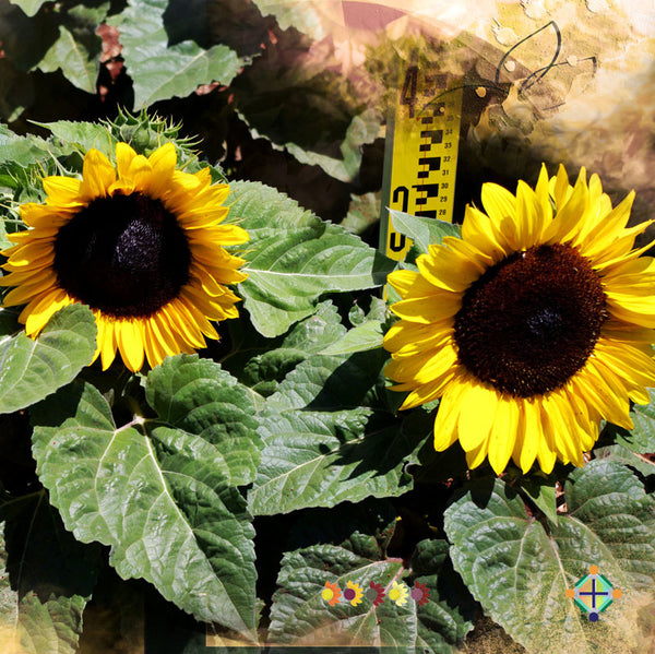 Sunflower Seeds - FleuroSun - Dwarf, Branched - DWARF GOLD SPRAY - Packets