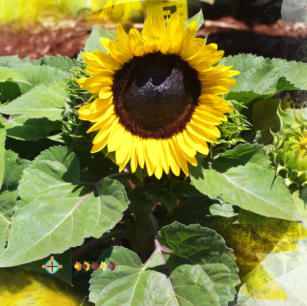 Sunflower Seeds - FleuroSun - Dwarf, Branched - DWARF GOLD SPRAY - Packets