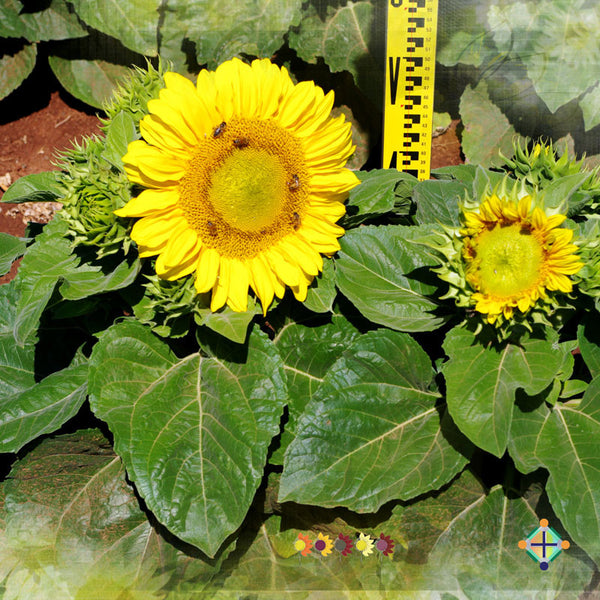 Sunflower Seeds - FleuroSun Dwarfs - Dwarf Summer Spray