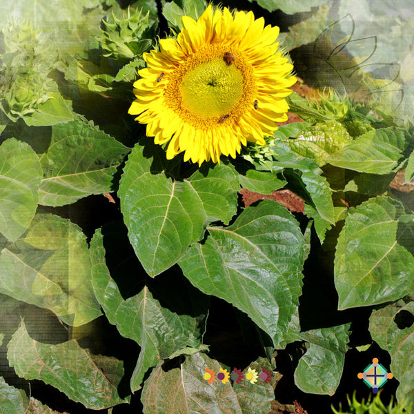 Sunflower Seeds - FleuroSun - Dwarf, Branched - DWARF SUMMER SPRAY - Packets