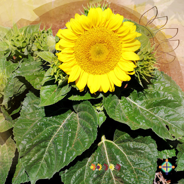 Sunflower Seeds - FleuroSun - Dwarf, Branched - DWARF SUMMER SPRAY - Packets