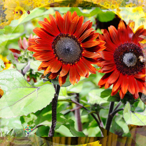 Sunflower Seeds - FleuroSun - Tall, Branched - GARNET - Packets