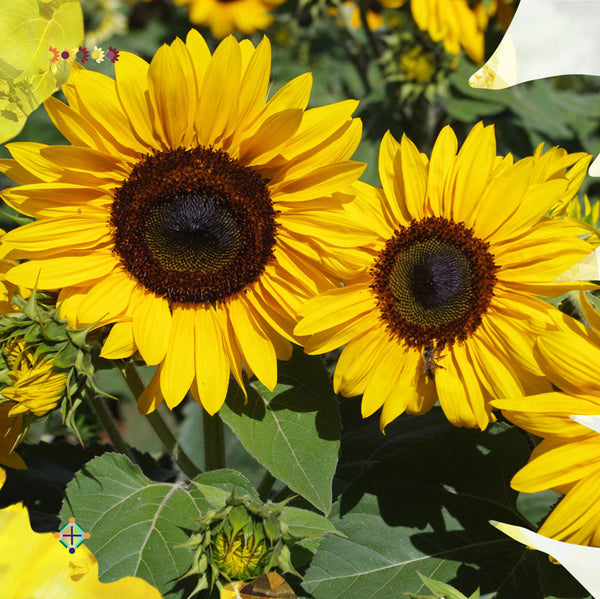 Sunflower Seeds - FleuroSun - Tall, Branched  - GOLD SPRAY - Packets