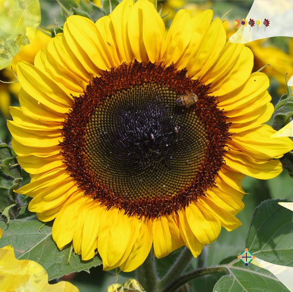 Sunflower Seeds - FleuroSun - Tall, Branched  - GOLD SPRAY - Packets