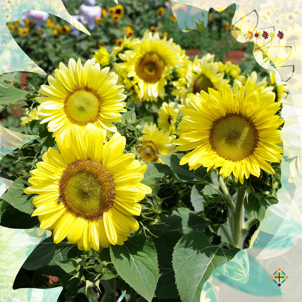 Sunflower Seeds - FleuroSun - Tall, Branched  - ICE SPRAY - Packets