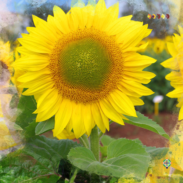 Sunflower Seeds - FleuroSun - Tall, Unbranched - LANDSCAPE - Packets