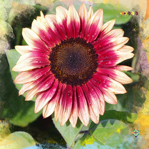 Sunflower Seeds - FleuroSun - Tall, Branched - LILAC SPRAY - Packets