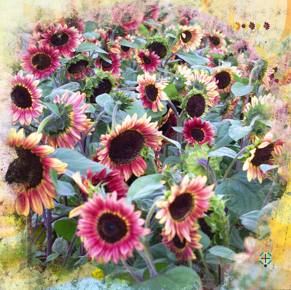 Sunflower Seeds - FleuroSun - Tall, Branched - LILAC SPRAY - Packets