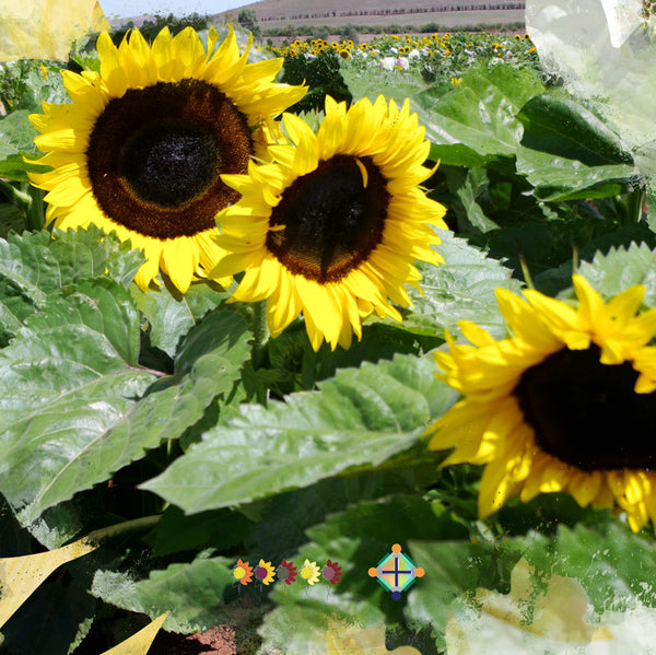 Sunflower Seeds - FleuroSun - Medium, Unbranched - COMPACT CLASSIC GOLD - Packets