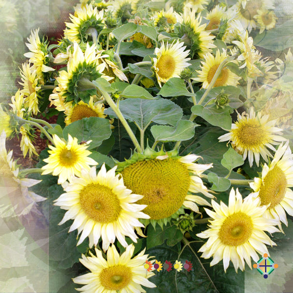 Sunflower Seeds - FleuroSun Compacts - Compact Ice Spray