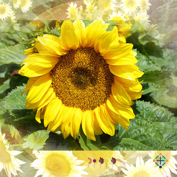 Sunflower Seeds - FleuroSun - Medium, Unbranched - COMPACT LANDSCAPE - Packets