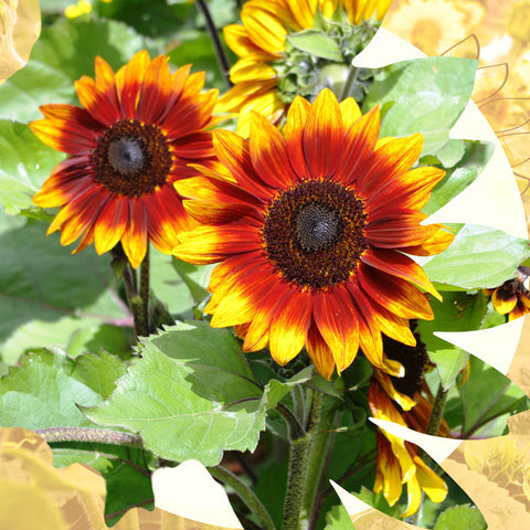 sonnet-web-cutout3d_large.jpg?