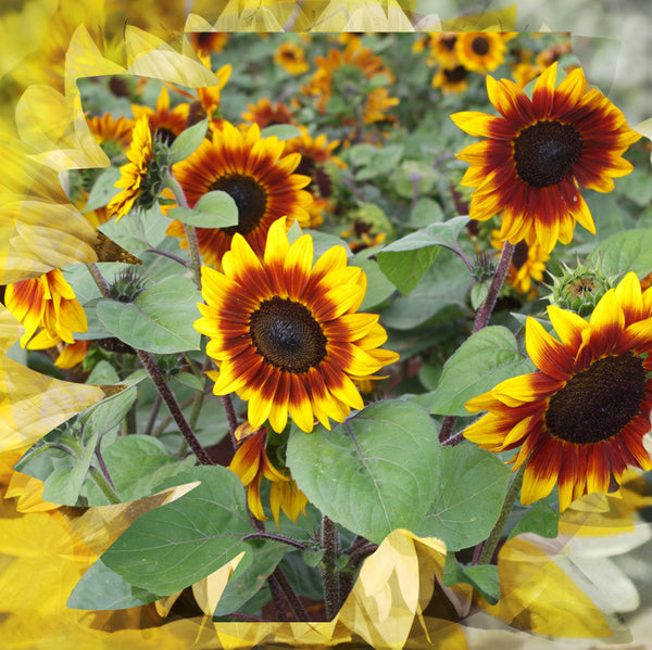 Sunflower Seeds - FleuroSun - Tall, Branched - SONNET - Packets
