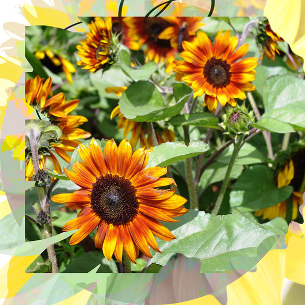 Sunflower Seeds - FleuroSun - Tall, Branched - SONNET - Packets