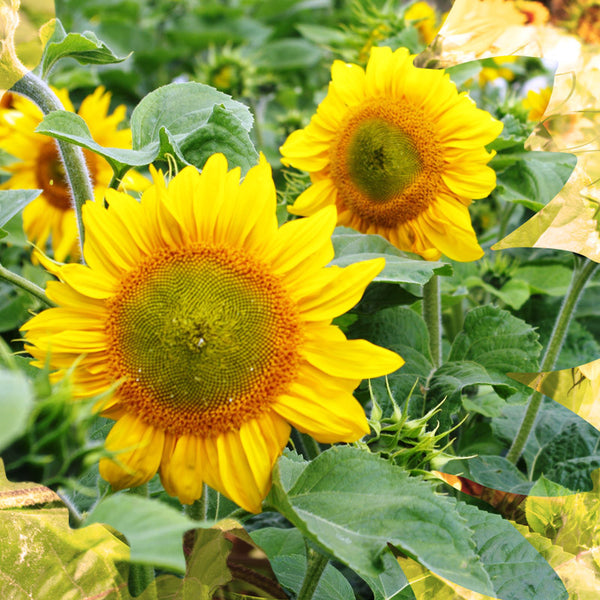 Sunflower Seeds - FleuroSun - Tall, Branched - SUMMER SPRAY - Packets